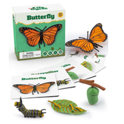 Butterfly Life Cycle