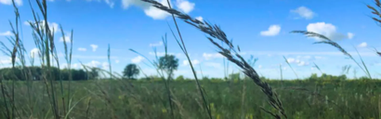 weat in the wind of a sunny day with a field of grass behind it.