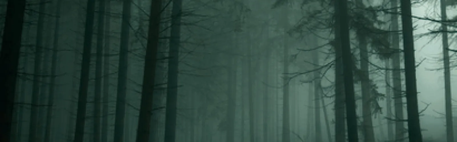A Forest at dusk with fog